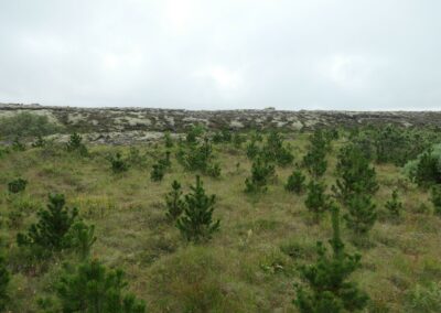 Er þetta rétti staðurinn til að planta trjám? Hraunið-Kaldárhraun er friðlýst sem fallegt helluhraun!! / Is this the right place to plant trees? The lava field, Kaldárhraun, is protected as special geological site! © Trausti Baldursson