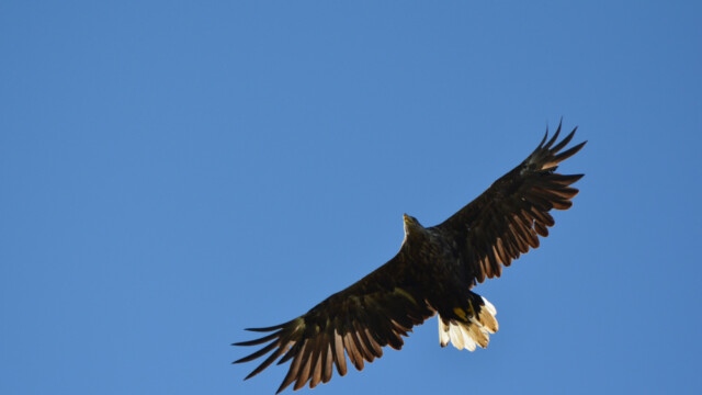 Haförn-Haliaeetus albicilla - Mynd tekin með leyfi Umhverfisstofnunar - © Trausti Baldursson Haförn-Haliaeetus albicilla - Mynd tekin með leyfi Umhverfisstofnunar - © Trausti Baldursson