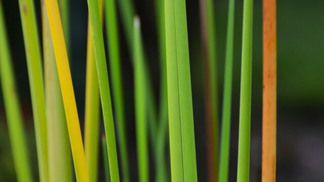 Blæbrigði-© Trausti Baldursson