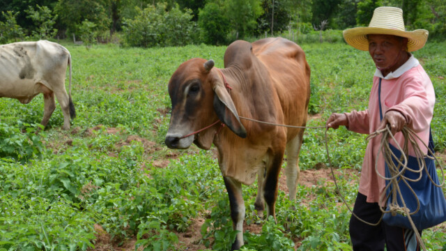 Búfénaður-© Trausti Baldursson