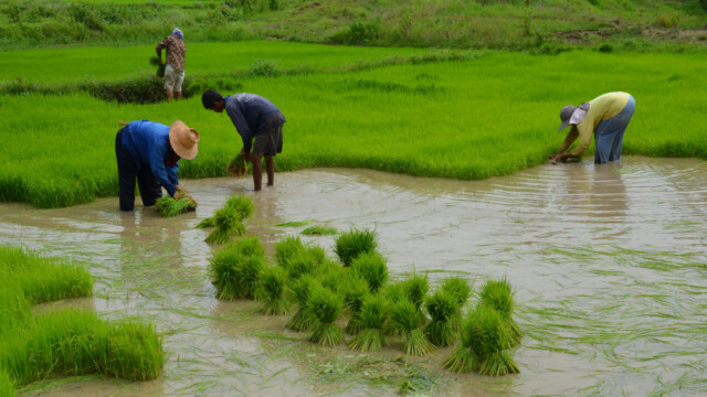 Hrísgrjón-© Trausti Baldursson