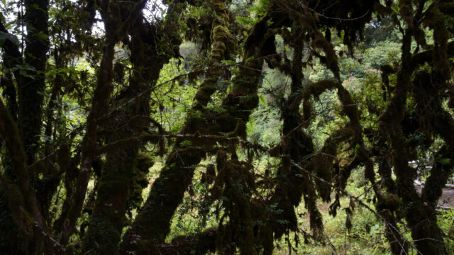 Í skóginum vex mosi einn-© Trausti Baldursson