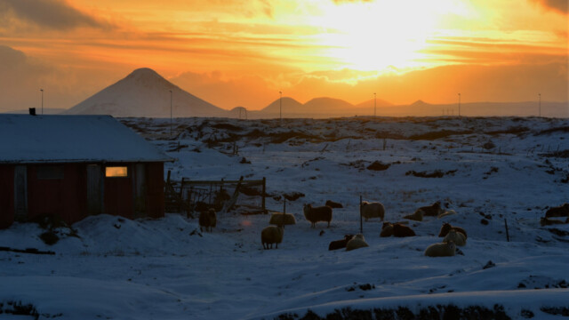 Kindur að kveldi © Trausti Baldursson