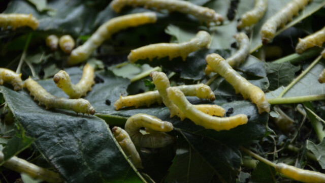 Silkiormar-© Trausti Baldursson