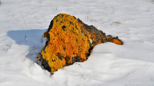 Steinn í snjó-© Trausti Baldursson