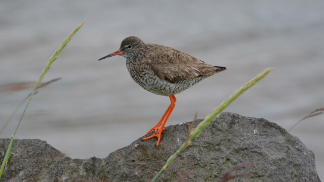 Stelkur-Tringa totanus - © Trausti Baldursson Stelkur-Tringa totanus - © Trausti Baldursson
