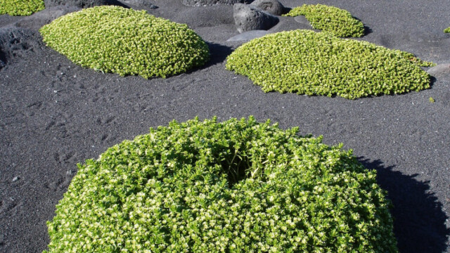 Surtsey-fjara-© Trausti Baldursson