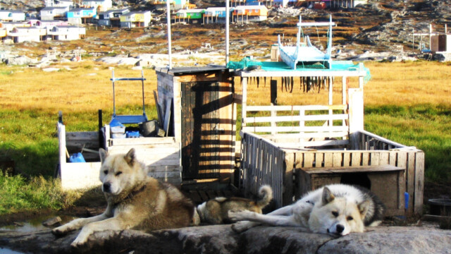 Dasað eða þannig-©Trausti Baldursson Dasað eða þannig-©Trausti Baldursson