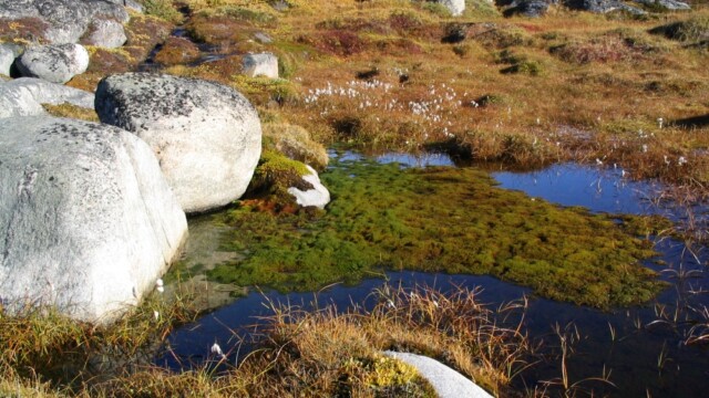 Grænland-Votlendisblettur-©Trausti Baldursson Grænland-Votlendisblettur-©Trausti Baldursson