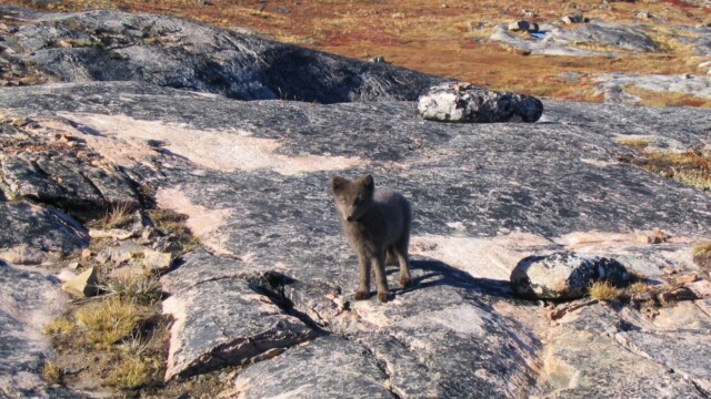Hver ert þú-©Trausti Baldursson Hver ert þú-©Trausti Baldursson