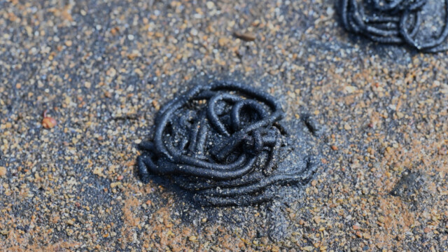 Losa sig við eitt og annað © Trausti Baldursson