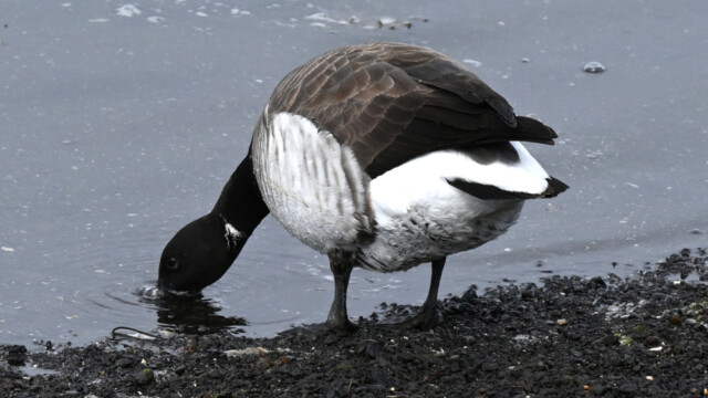Margæs nóg að drekka - Branta bernicla © Trausti Baldursson Margæs nóg að drekka - Branta bernicla © Trausti Baldursson