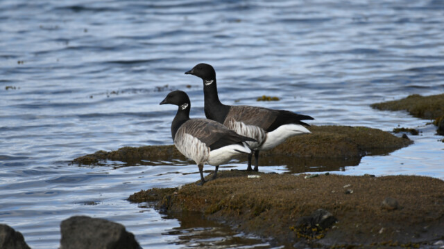 Margæsir horfa til næsta áfangastaðar eða.. -Branta bernicla. © Trausti Baldursson