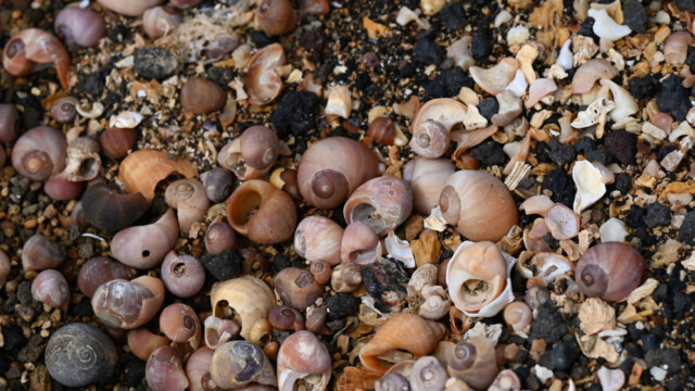 Skeljasandur síðar meir © Trausti Baldursson