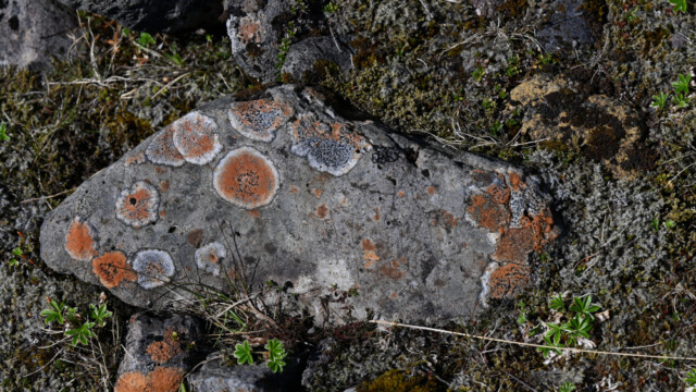 Skófir á stein © Trausti Baldursson