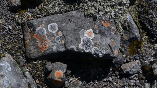 Skófir á stein © Trausti Baldursson