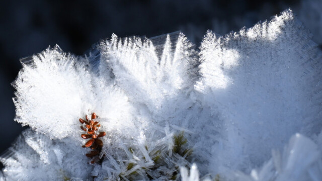 Frostnálar © Trausti Baldursson Frostnálar © Trausti Baldursson