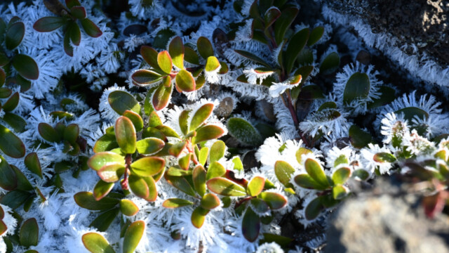 Frostnálar © Trausti Baldursson Frostnálar © Trausti Baldursson