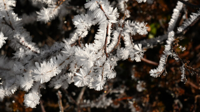 Frostnálar © Trausti Baldursson Frostnálar © Trausti Baldursson