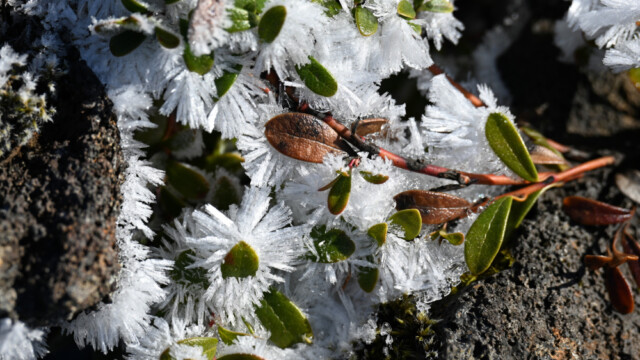 Frostnálar © Trausti Baldursson Frostnálar © Trausti Baldursson