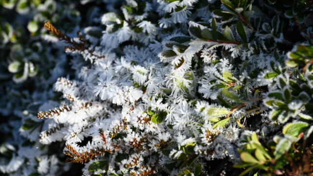 Frostnálar © Trausti Baldursson Frostnálar 6 © Trausti Baldursson