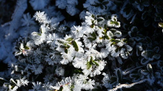 Frostnálar © Trausti Baldursson Frostnálar © Trausti Baldursson