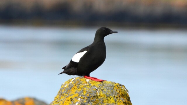 Teista - Cepphus grylle  © Trausti Baldursson Teista - Cepphus grylle © Trausti Baldursson