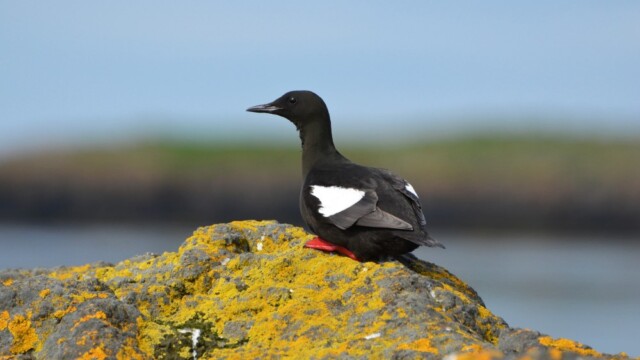 Teista - Cepphus grylle  © Trausti Baldursson Teista - Cepphus grylle © Trausti Baldursson