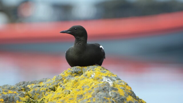 Teista - Cepphus grylle  © Trausti Baldursson Teista - Cepphus grylle © Trausti Baldursson