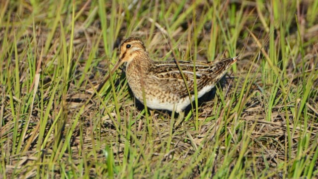 Hrossagaukur - Gallinago gallinago © Trausti Baldursson Hrossagaukur - Gallinago gallinago © Trausti Baldursson