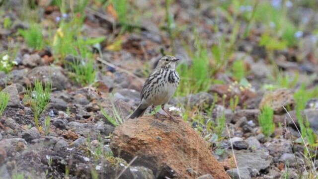 Þúfutittlingur - Anthus pratensis © Trausti Baldursson Þúfutittlingur - Anthus pratensis © Trausti Baldursson