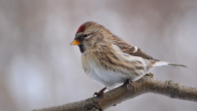 Auðnutittlingur - Carduelis flammea © Trausti Baldursson Auðnutittlingur - Carduelis flammea © Trausti Baldursson