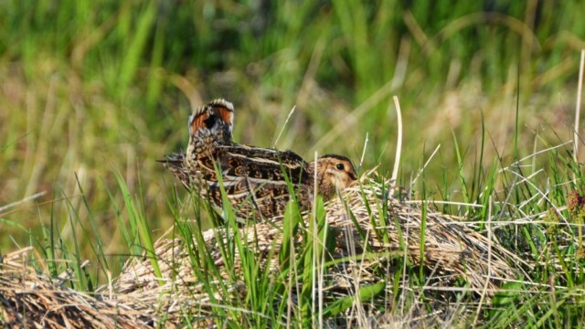 Hrossagaukur - Gallinago gallinago © Trausti Baldursson Hrossagaukur - Gallinago gallinago © Trausti Baldursson
