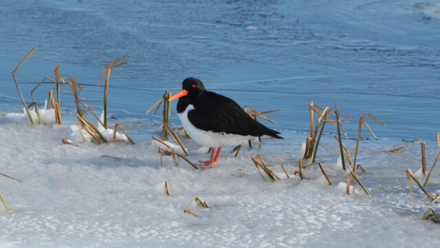 Tjaldur - Haematopus ostralegus © Trausti Baldursson Tjaldur - Haematopus ostralegus © Trausti Baldursson
