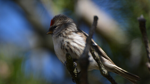 Auðnutittlingur - Carduelis flammea © Trausti Baldursson Auðnutittlingur - Carduelis flammea © Trausti Baldursson