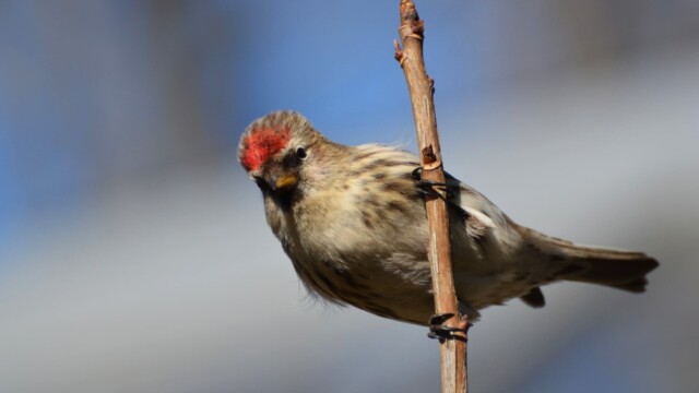 Auðnutittlingur - Carduelis flammea © Trausti Baldursson Auðnutittlingur - Carduelis flammea © Trausti Baldursson