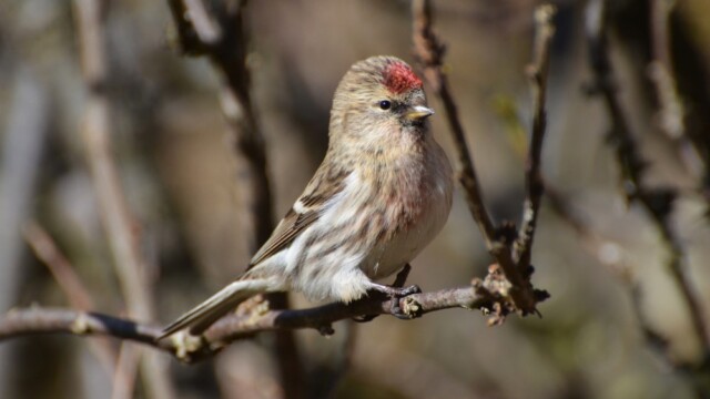 Auðnutittlingur - Carduelis flammea © Trausti Baldursson Auðnutittlingur - Carduelis flammea © Trausti Baldursson
