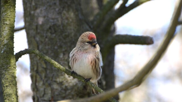 Auðnutittlingur - Carduelis flammea © Trausti Baldursson Auðnutittlingur - Carduelis flammea © Trausti Baldursson