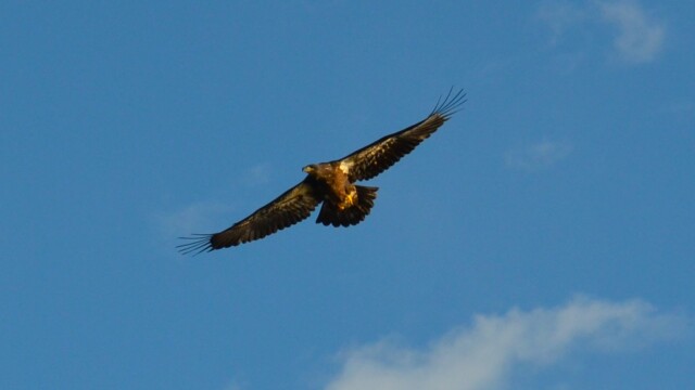 Skallaörn-ungfugl - Haliaeetus leucocephalus - © Trausti Baldursson Skallaörn-ungfugl - Haliaeetus leucocephalus - © Trausti Baldursson