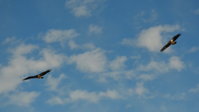 Skallaörn-ungfugl - Haliaeetus leucocephalus - © Trausti Baldursson Skallaörn-ungfugl - Haliaeetus leucocephalus - © Trausti Baldursson