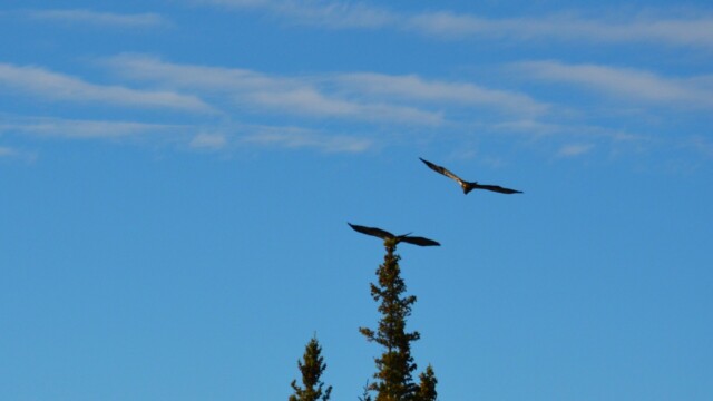 Skallaörn-ungfugl - Haliaeetus leucocephalus - © Trausti Baldursson Skallaörn-ungfugl - Haliaeetus leucocephalus - © Trausti Baldursson