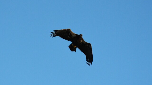 Skallaörn-ungfugl - Haliaeetus leucocephalus - © Trausti Baldursson Skallaörn-ungfugl - Haliaeetus leucocephalus - © Trausti Baldursson