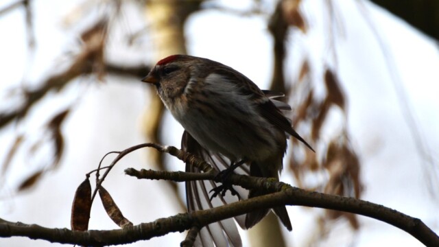 Auðnutittlingur - Carduelis flammea © Trausti Baldursson Auðnutittlingur - Carduelis flammea © Trausti Baldursson