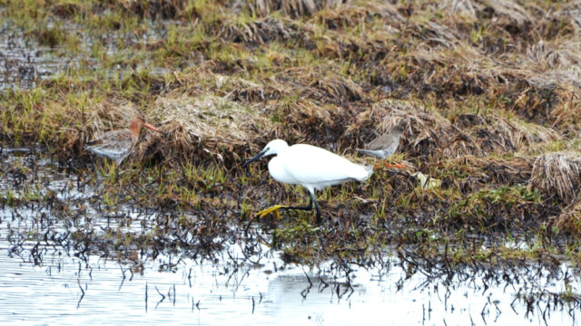 Bjarthegri - Egretta garzetta - © Trausti Baldursson Bjarthegri - Egretta garzetta - © Trausti Baldursson