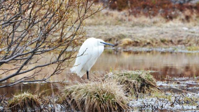 jarthegri - Egretta garzetta - © Trausti Baldursson jarthegri - Egretta garzetta - © Trausti Baldursson