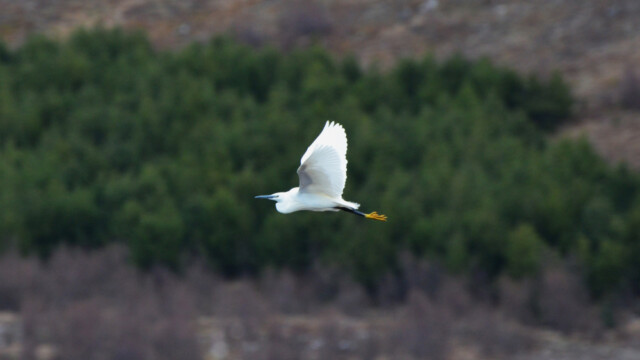 Bjarthegri - Egretta garzetta - © Trausti Baldursson Bjarthegri - Egretta garzetta - © Trausti Baldursson