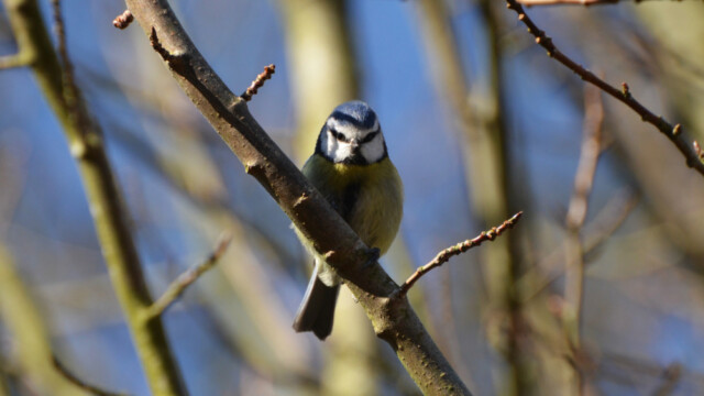 Blameisa - Parus caeruleus-© Trausti Baldursson Blameisa - Parus caeruleus-© Trausti Baldursson