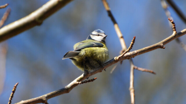 Blameisa - Parus caeruleus-© Trausti Baldursson Blameisa - Parus caeruleus-© Trausti Baldursson