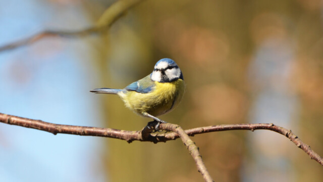 Blameisa - Parus caeruleus-© Trausti Baldursson Blameisa - Parus caeruleus-© Trausti Baldursson