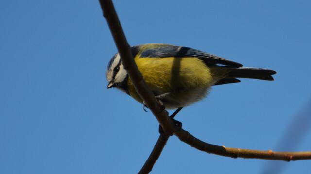 Blámeisa - Parus caeruleus-© Trausti Baldursson Blámeisa - Parus caeruleus-© Trausti Baldursson